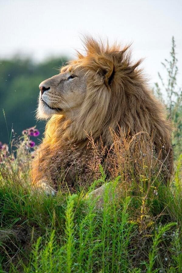  . #animal@travel.blog