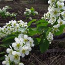  Blondincik, , 56  -  23  2014    