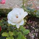 ���� �����, ������ �������� - ��������� 29 ���� 2014 � ������ �2014 ��