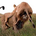 ���� ��������, ������ ��������, 37 ��� - ��������� 2 ���� 2014 � ������ ������ ��������