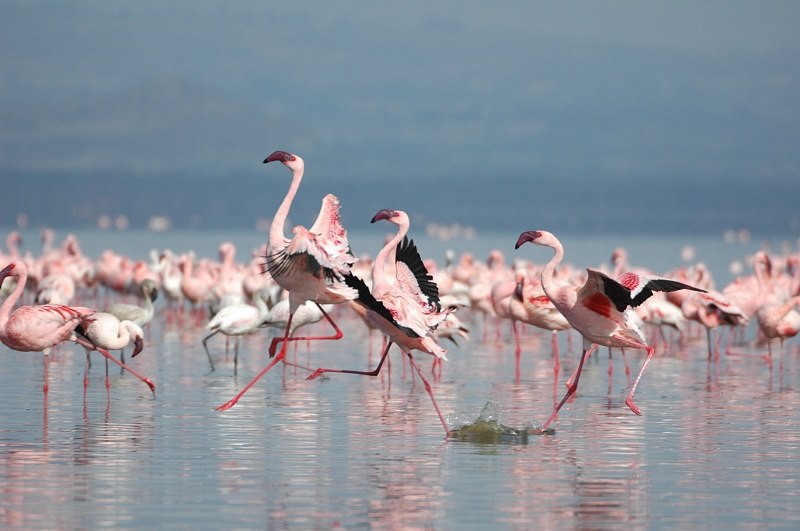      .    (Lake Natron)     ... - 5