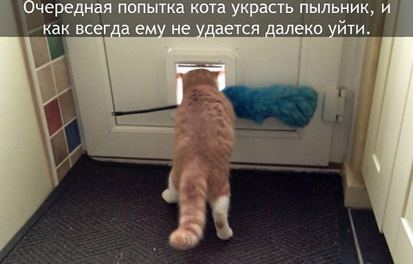 Наши любимцы :3 - 5 августа 2014 в 14:17