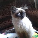  N..., , 47  -  21  2014       )))