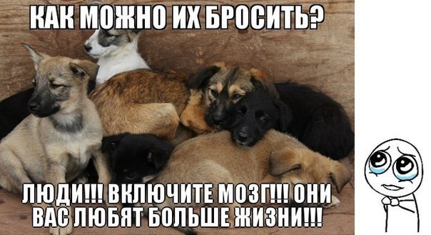 .•°Dogs Forever°•. - 30 июля 2014 в 19:00