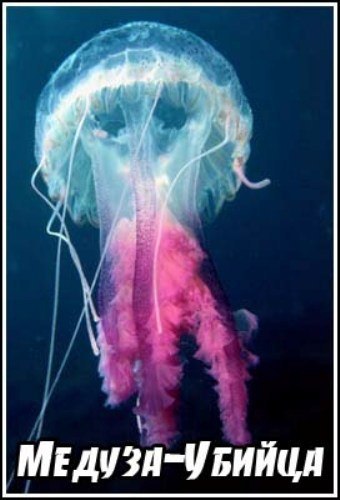 -. (Killer Jellyfish)      ,   ...