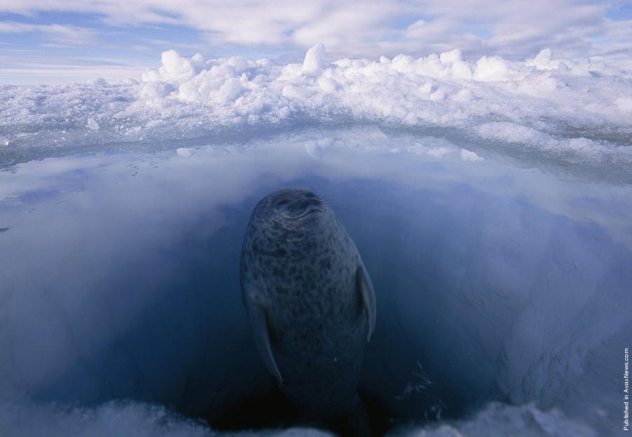     .  (Paul Nicklen)    National Geographic  ... - 6