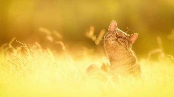  . #animal@travel.blog - 2