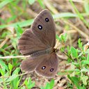 ���� S I L E N I U S, ������, 35 ��� - ��������� 7 ������ 2014 � ������ ���� ����������