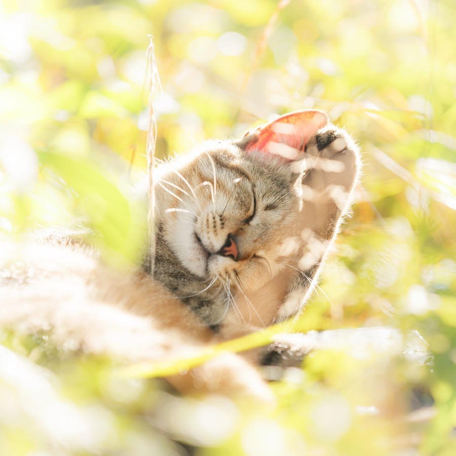  . #animal@travel.blog - 5