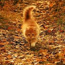 ���� ����, �����-��������� - ��������� 4 ���� 2014 � ������ ������ ��������