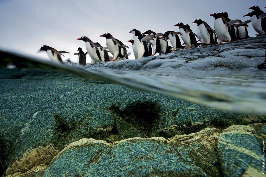     .  (Paul Nicklen)    National Geographic  ... - 5