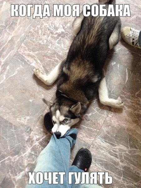 .•°Dogs Forever°•. - 2  2014  21:21