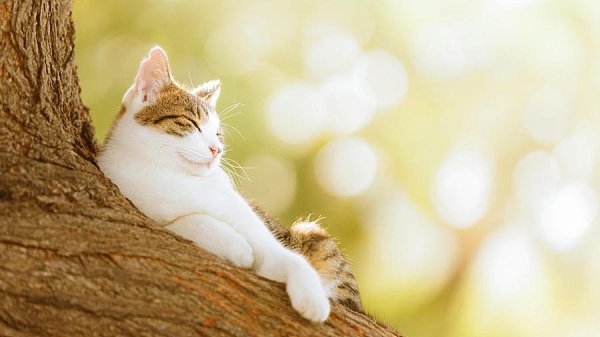  . #animal@travel.blog