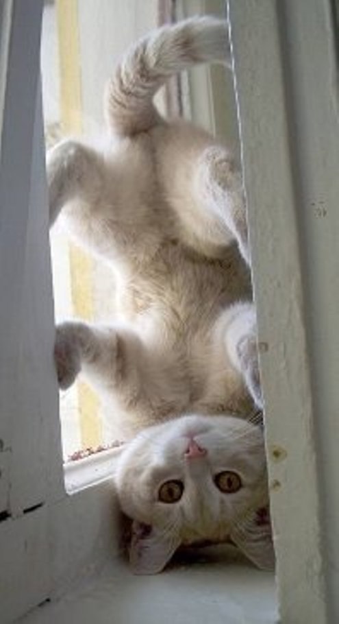  -  ...   ,    ....))))))))