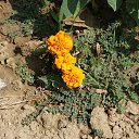  Fausto Migliorati, , 61  -  18  2014    