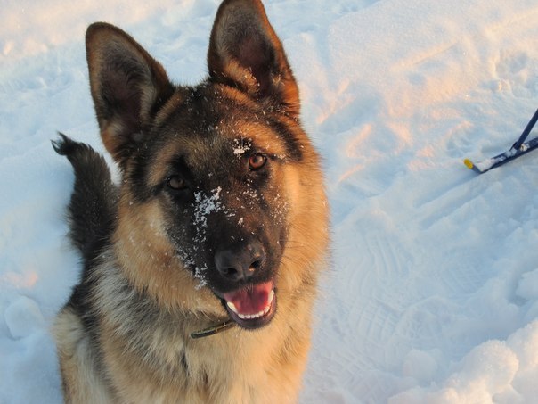 Да, я добрый, пока ты не подойдешь к хозяину ;)