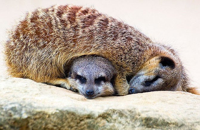   . #animal@travel.blog - 2