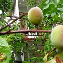 ���� �������, ����, 105 ��� - ��������� 2 ��� 2014 � ������ ����.����������� 2014�