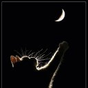 ���� ����., ������, 60 ��� - ��������� 21 ������� 2014 � ������ ������ ��������