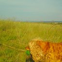  Sasha, , 68  -  24  2014    Ż