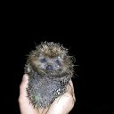 ���� Dominique Toretto, �����-���������, 44 ���� - ��������� 27 ��� 2014