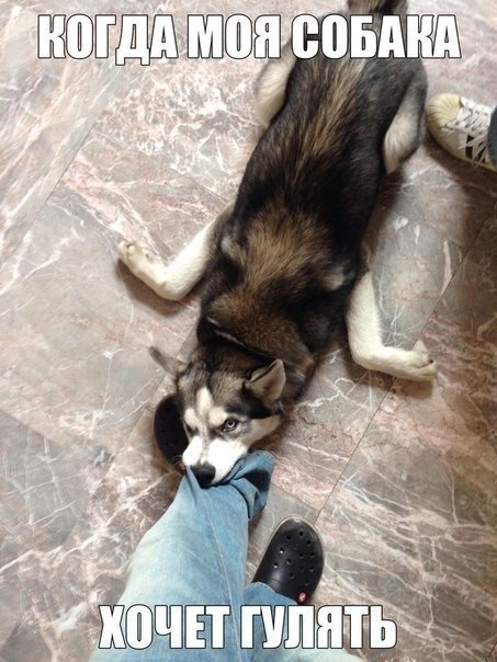 .•°Dogs Forever°•. - 2  2014  21:21