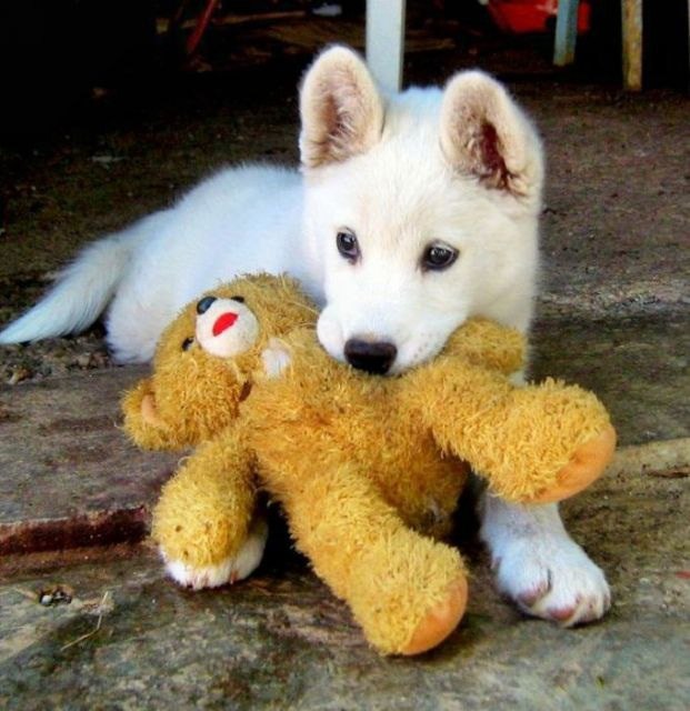 .•°Dogs Forever°•. - 1 августа 2014 в 19:11