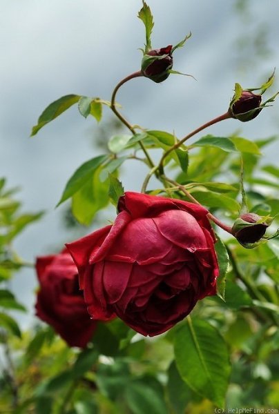 Не делай больно никому, Не заставляй людей страдать. Пошлет спасенье Бог тому, Кто сможет все душой ...