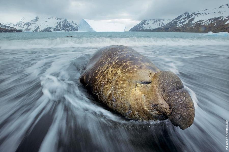     .  (Paul Nicklen)    National Geographic  ... - 3