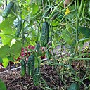 ���� �������, ������� - ��������� 12 ������� 2014 � ������ ����� ��� ������������