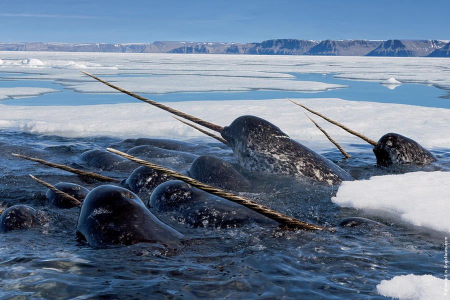     .  (Paul Nicklen)    National Geographic  ... - 4