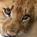 ���� ��������, ������ ��������, 37 ��� - ��������� 1 ���� 2014 � ������ ������ ��������