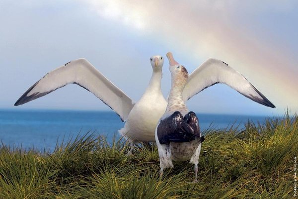     .  (Paul Nicklen)    National Geographic  ... - 2