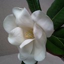 ���� �������, �������, 54 ���� - ��������� 8 ������� 2014 � ������ ������ ��������