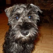 ������, 41 ���, ������