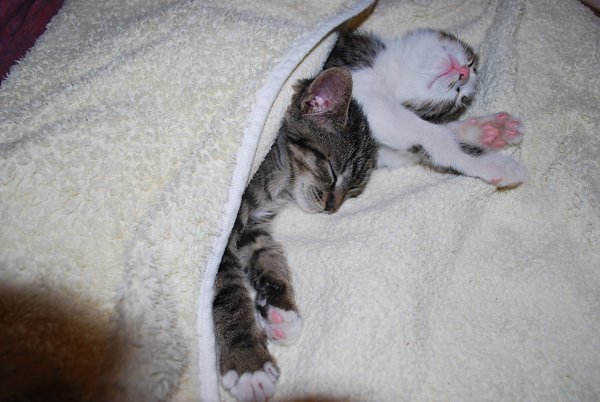 Рубрика #котизм_доброта. Ищут добрые ручки двое замечательных малышей 2-х месяцев. Девочка и ... - 3