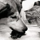  ., , 50  -  13  2014    