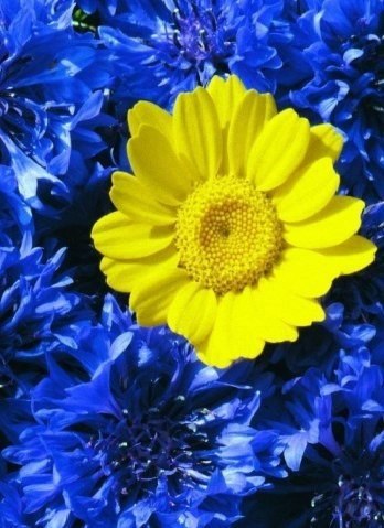   ?..        - ,   ,   , ... - 4