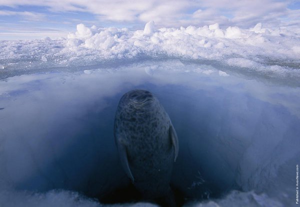     .  (Paul Nicklen)    National Geographic  ... - 6