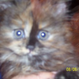 1, ��������, 53 ����