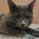 ���� Dzknauf, ������, 37 ��� - ��������� 10 ������� 2014 � ������ ��������