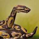  Natalia, , 62  -  21  2014    