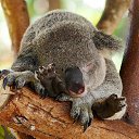  Gelya   20, , 57  -  23  2014    