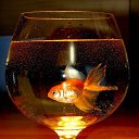  Clio, , 59  -  12  2014   