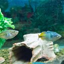  , , 46  -  24  2014      &quot; &quot;