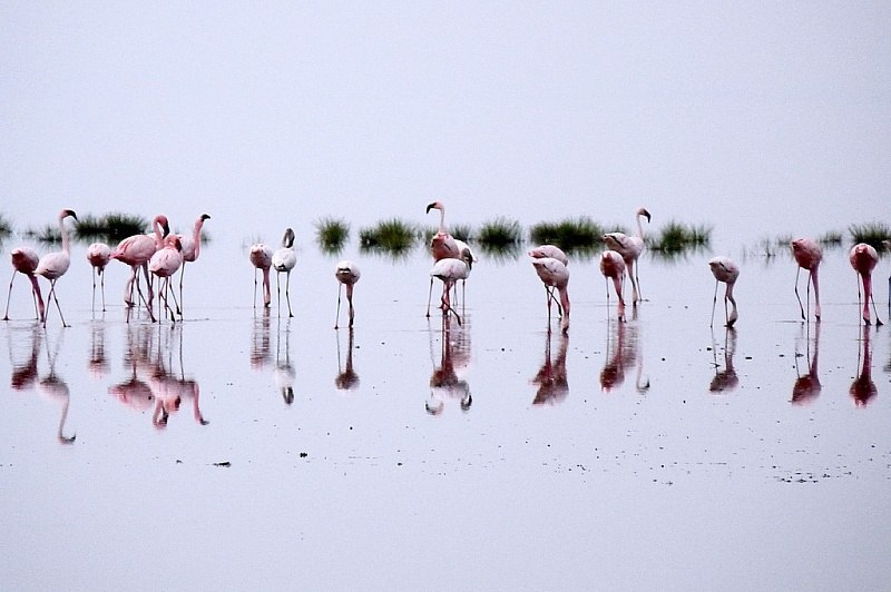      .    (Lake Natron)     ... - 6