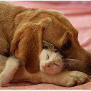 ���� �������, ��������, 49 ��� - ��������� 4 ������ 2014 � ������ ������ ��������