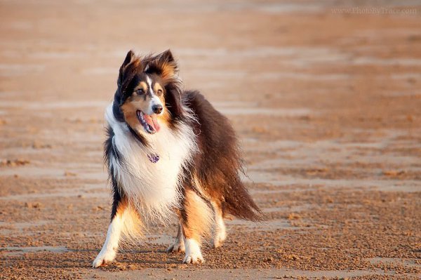 .•°Dogs Forever°•. - 3  2014  22:59