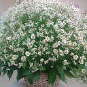  , -, 56  -  22  2014    