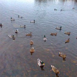 ���� ������, �����-��������� - ��������� 30 ������ 2014